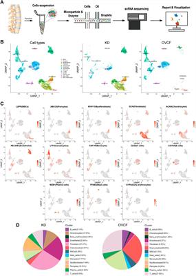 Single-cell RNA landscape of osteoimmune microenvironment in osteoporotic vertebral compression fracture and Kümmell's disease